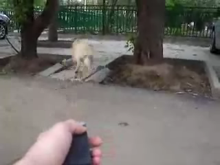 Cep tipi Kopek Kovucu-4